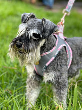 Load image into Gallery viewer, Lux & Bones Harness & Leash Set - Marble Pink