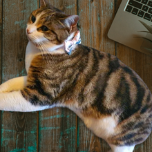 Load image into Gallery viewer, Lux & Bones Cat Safety Collar with Removable Bowtie