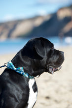 Load image into Gallery viewer, Lux & Bones Dog Collar With Bonus Removeable Bowtie - Teal Camo