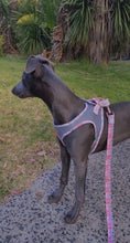 Load image into Gallery viewer, Lux & Bones Harness & Leash Set - Marble Pink