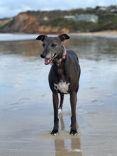 Load image into Gallery viewer, Lux & Bones Dog Collar With Bonus Removeable Bowtie