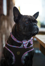 Load image into Gallery viewer, Lux & Bones Dog Collar With Bonus Removeable Bowtie - Confetti