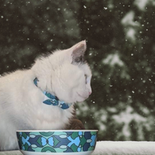 Load image into Gallery viewer, Lux & Bones Cat Safety Collar with Removable Bowtie