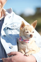 Load image into Gallery viewer, Lux & Bones Dog Collar With Bonus Removeable Bowtie - Marble Pink