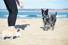 Load image into Gallery viewer, Lux & Bones Dog Collar With Bonus Removeable Bowtie - Teal Camo