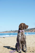 Load image into Gallery viewer, Lux & Bones Dog Collar With Bonus Removeable Bowtie - Confetti
