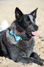 Load image into Gallery viewer, Lux &amp; Bones Dog Collar With Bonus Removeable Bowtie  - Teal Camo
